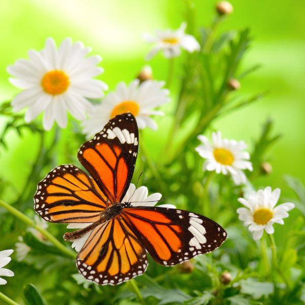 summer birthday gifts